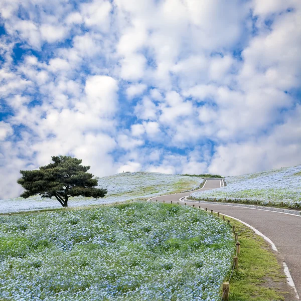 Imageing of Mountain, Tree and Nemophila at Hitachi Seaside Park — Stock Photo, Image