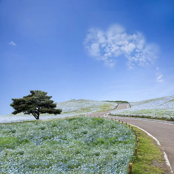 Imagen de Montaña, Árbol y Nemophila en Hitachi Seaside Park —  Fotos de Stock