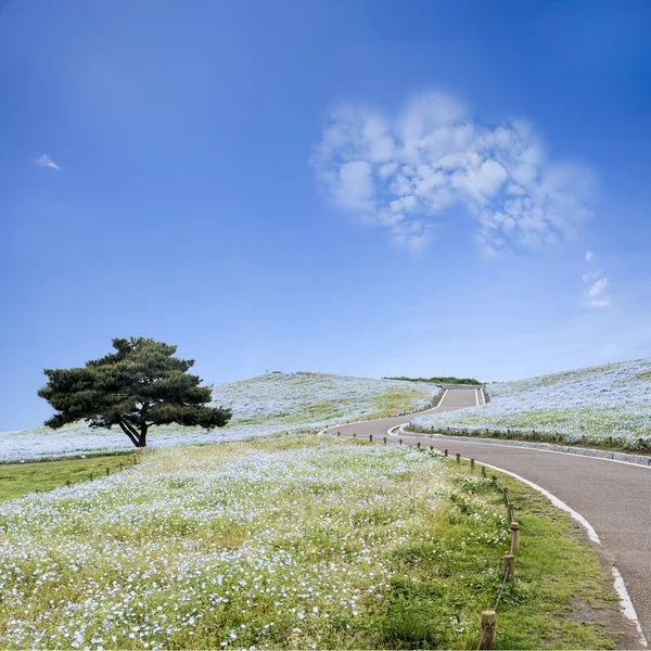 Imagen de Montaña, Árbol y Nemophila en Hitachi Seaside Park —  Fotos de Stock