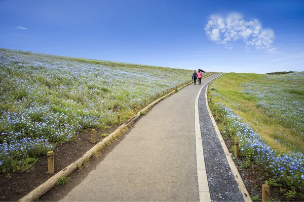 Imageing van de berg, boom en Nemophila bij Hitachi Seaside Park — Stockfoto