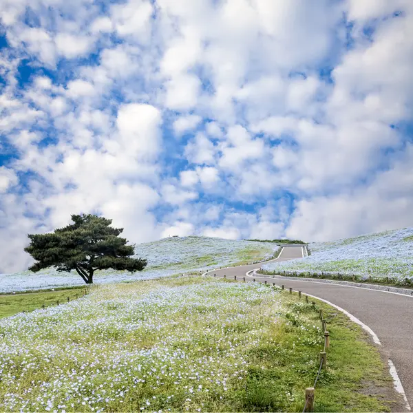 Immaginando Montagna, Albero e Nemophila al Hitachi Seaside Park — Foto Stock