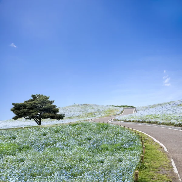 Abbildung von Berg, Baum und Nemophila im Hitachi Seaside Park — Stockfoto