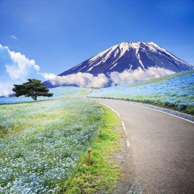 imageing dağın, ağaç ve Nemophila Hitachi Seaside Park