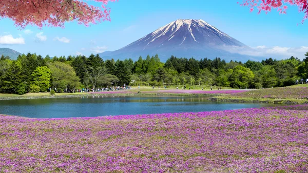 Fuji with the field of pink moss at Shibazakura festival, Yamana — Stock Photo, Image