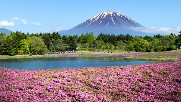 Fuji com o campo do musgo rosa no festival Shibazakura, Yamana — Fotografia de Stock