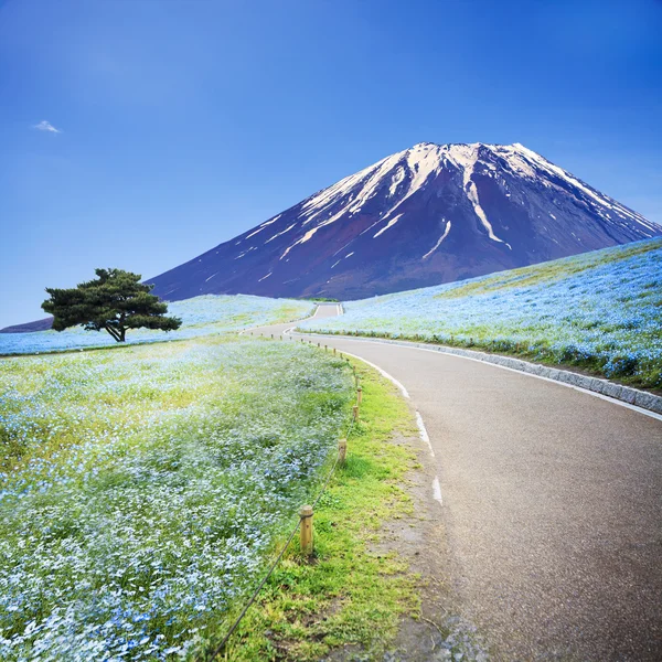 Imageing dağın, ağaç ve Nemophila Hitachi Seaside Park — Stok fotoğraf