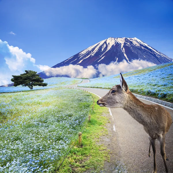 Bilder av fjell, tre og Nemophila ved Hitachi Seaside Park – stockfoto