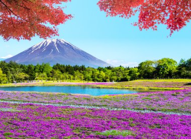 Fuji Shibazakura Festivali, Yamana pembe moss alanla
