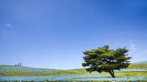 Abbildung von Berg, Baum und Nemophila im Hitachi Seaside Park — Stockfoto