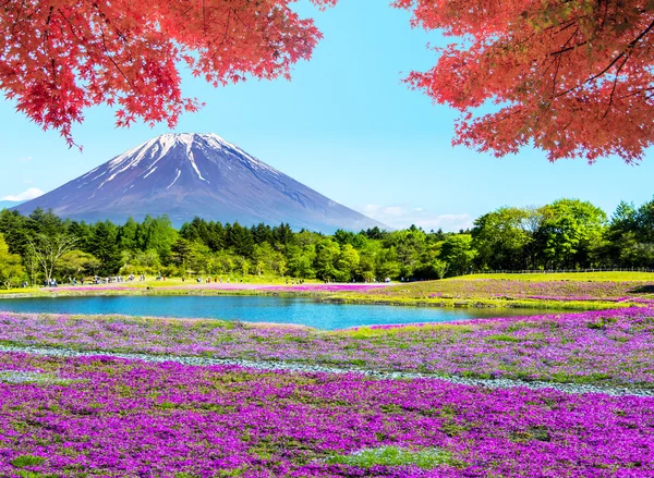 Fuji com o campo do musgo rosa no festival Shibazakura, Yamana — Fotografia de Stock