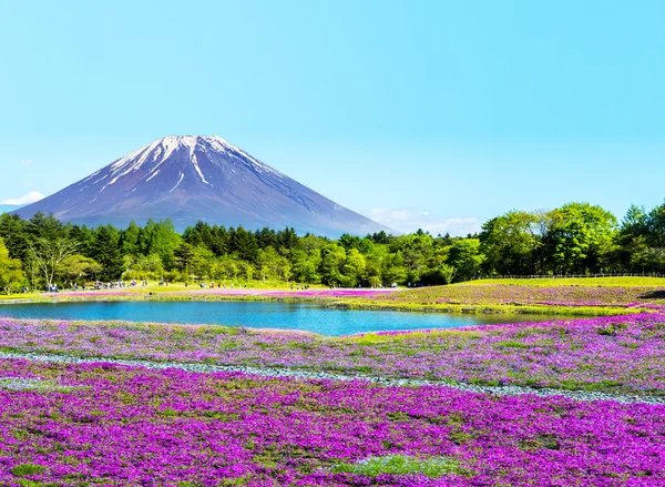 Fuji com o campo do musgo rosa no festival Shibazakura, Yamana — Fotografia de Stock