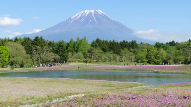 Fuji s polem růžové mechu na Shibazakura festivalu, Jamana — Stock video