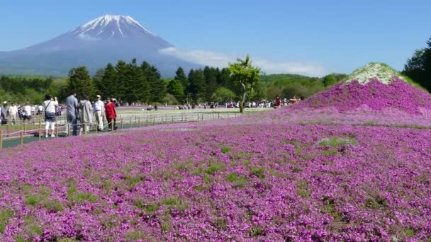 Η Fuji με το πεδίο της ροζ βρύα στο Φεστιβάλ Shibazakura, Yamanashi, Ιαπωνία — Αρχείο Βίντεο