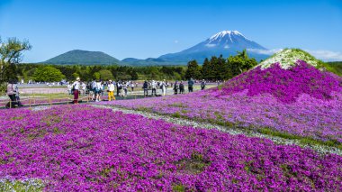 Fuji Shibazakura Festivali, Yamana pembe moss alanla