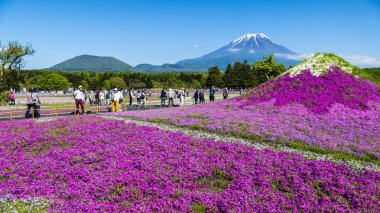 Fuji Shibazakura Festivali, Yamana pembe moss alanla