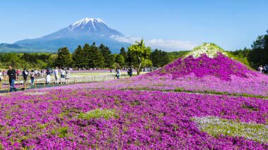 Fuji Shibazakura Festivali, Yamana pembe moss alanla