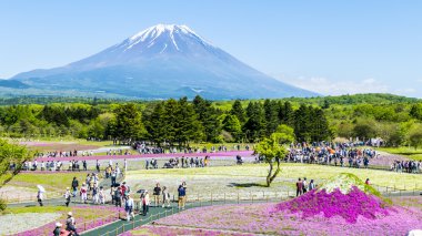 Fuji Shibazakura Festivali, Yamana pembe moss alanla