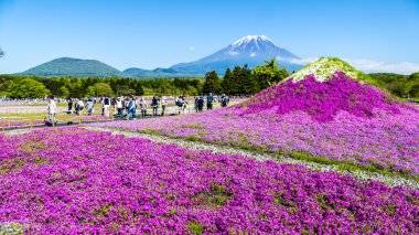 Fuji Shibazakura Festivali, Yamana pembe moss alanla