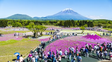 Fuji Shibazakura Festivali, Yamana pembe moss alanla