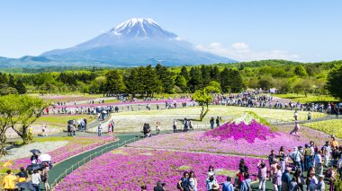Fuji Shibazakura Festivali, Yamana pembe moss alanla