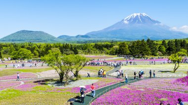 Fuji Shibazakura Festivali, Yamana pembe moss alanla