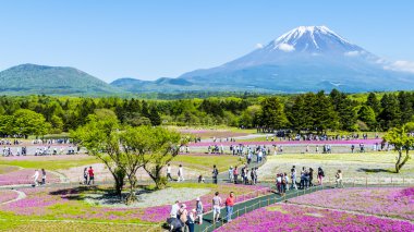 Fuji Shibazakura Festivali, Yamana pembe moss alanla
