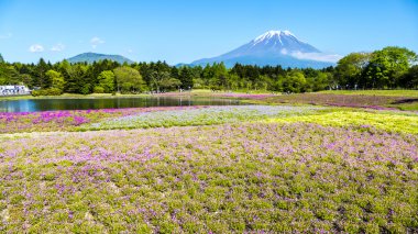 Fuji Shibazakura Festivali, Yamana pembe moss alanla
