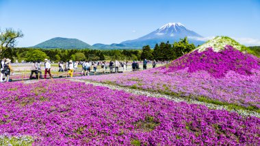 Fuji Shibazakura Festivali, Yamana pembe moss alanla