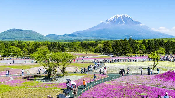 Fuji with the field of pink moss at Shibazakura festival, Yamana — Stock Photo, Image