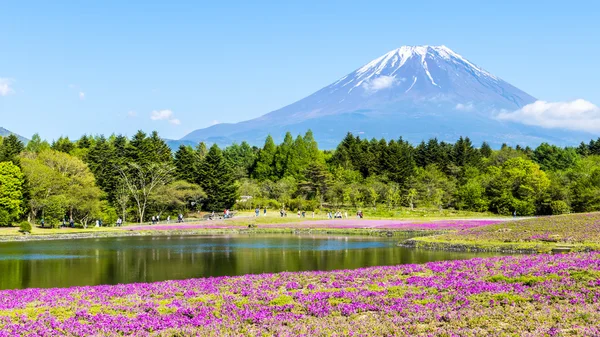 Fuji con il campo di muschio rosa al festival di Shibazakura, Yamana — Foto Stock