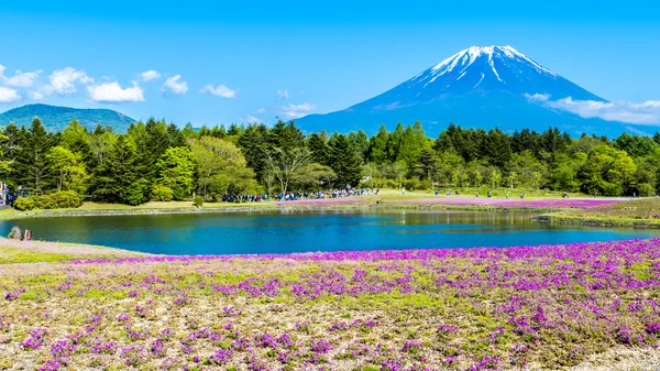 Fuji with the field of pink moss at Shibazakura festival, Yamana — Stock Photo, Image