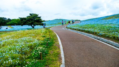 Ağaç ve Hitachi Seaside Park mavi s Bahar Nemophila