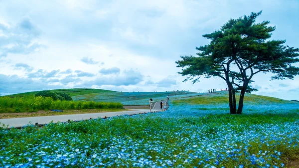 Albero e Nemophila al Hitachi Seaside Park in primavera con la s blu — Foto Stock