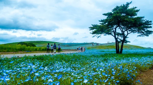 Albero e Nemophila al Hitachi Seaside Park in primavera con la s blu — Foto Stock