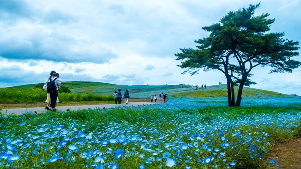 Árbol y Nemophila en Hitachi Seaside Park en primavera con s azul —  Fotos de Stock