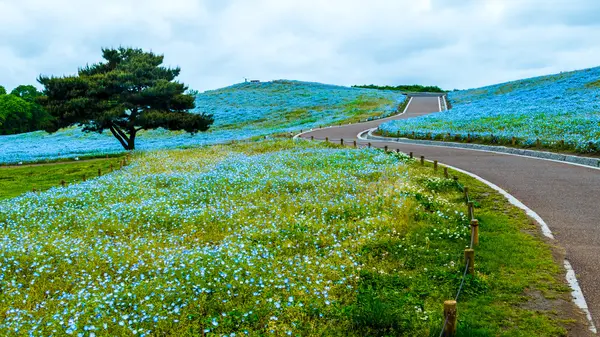 Arbre et Némophila à Hitachi Seaside Park au printemps avec s bleu — Photo