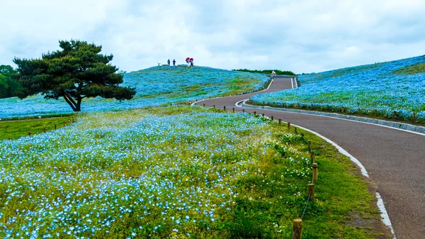 Albero e Nemophila al Hitachi Seaside Park in primavera con la s blu — Foto Stock