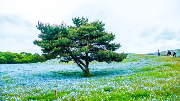 Albero e Nemophila al Hitachi Seaside Park in primavera con la s blu — Foto Stock