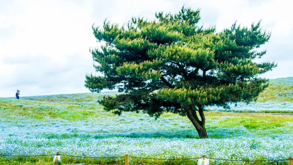 Albero e Nemophila al Hitachi Seaside Park in primavera con la s blu — Foto Stock