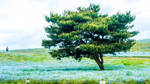 Arbre et Némophila à Hitachi Seaside Park au printemps avec s bleu — Photo