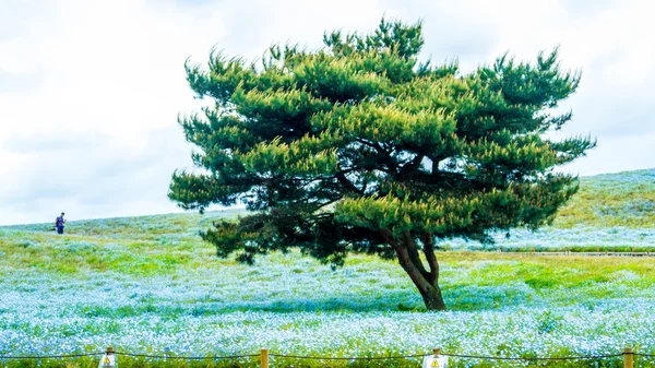 Albero e Nemophila al Hitachi Seaside Park in primavera con la s blu — Foto Stock
