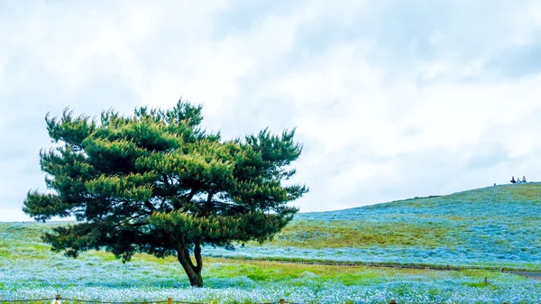 Arbre et Némophila à Hitachi Seaside Park au printemps avec s bleu — Photo