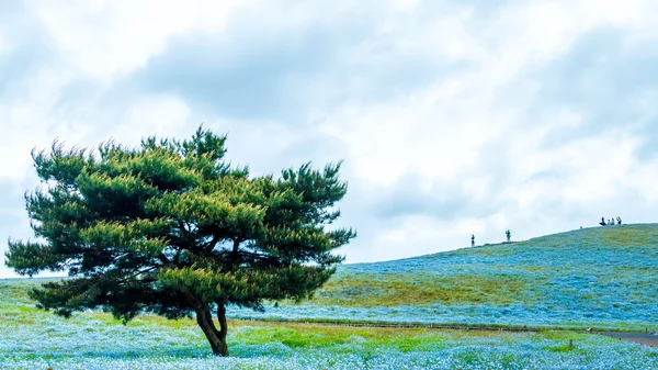 Albero e Nemophila al Hitachi Seaside Park in primavera con la s blu — Foto Stock