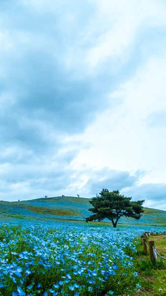 Albero e Nemophila al Hitachi Seaside Park in primavera con la s blu — Foto Stock