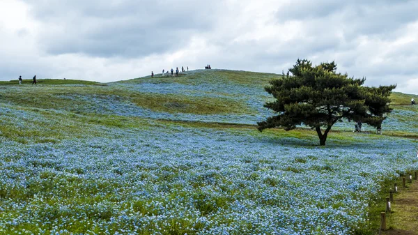 Tree and Nemophila at Hitachi Seaside Park in spring with blue s — Stock Photo, Image