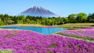 Fuji Shibazakura Festivali, Yamana pembe moss alanla