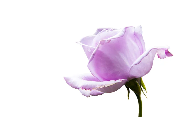 Schöne rosa Rose mit sehr schöner Hintergrundfarbe — Stockfoto