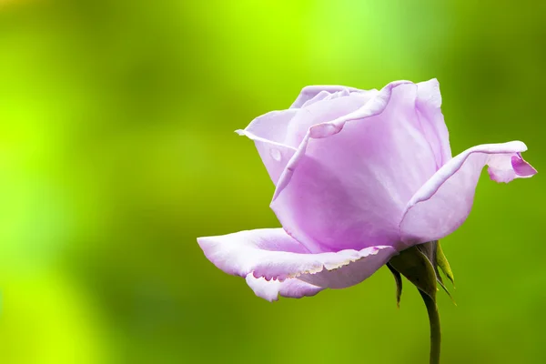 Beautiful pink rose with very nice background color — Stock Photo, Image