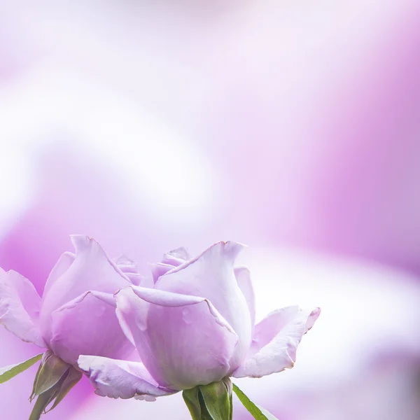 Vacker Rosa Ros med mycket trevlig bakgrundsfärg — Stockfoto