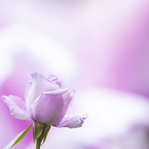 Beautiful pink rose with very nice background color — Stock Photo, Image